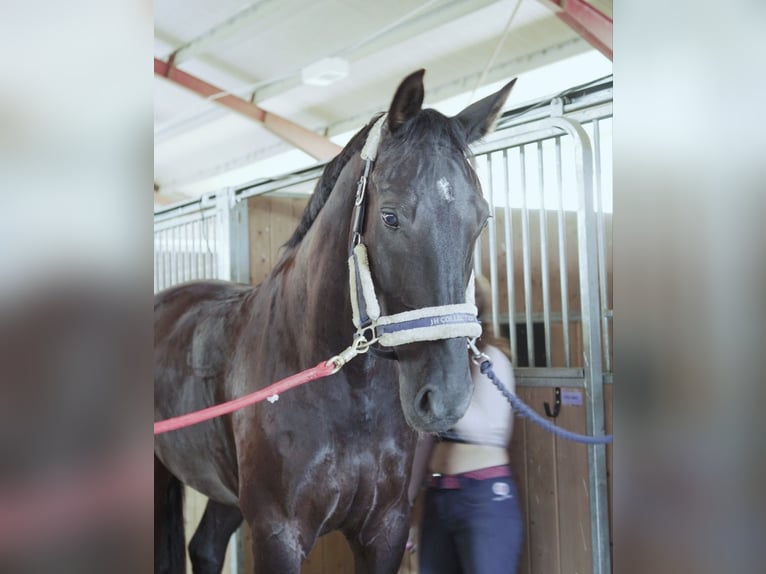 Zweeds warmbloed Ruin 7 Jaar 175 cm Falbe in Vännäs