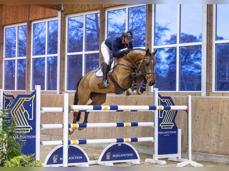 Zweeds warmbloed Ruin 7 Jaar 176 cm Bruin in Diepholz