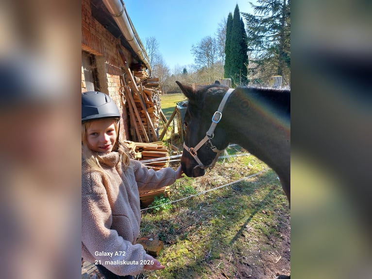 Zweeds warmbloed Ruin 8 Jaar 150 cm Zwart in ReinbergSUNDHAGEN