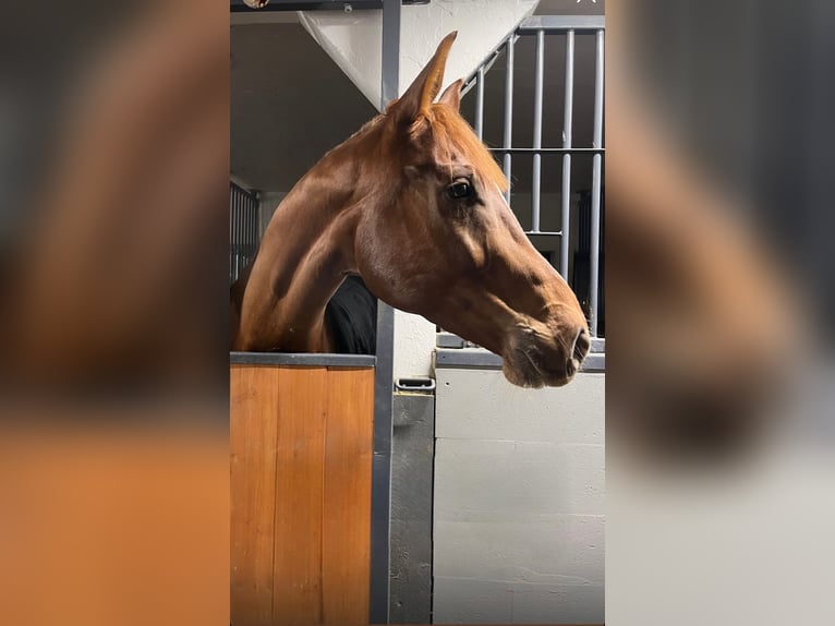 Zweeds warmbloed Ruin 8 Jaar 168 cm Red Dun in Turenki