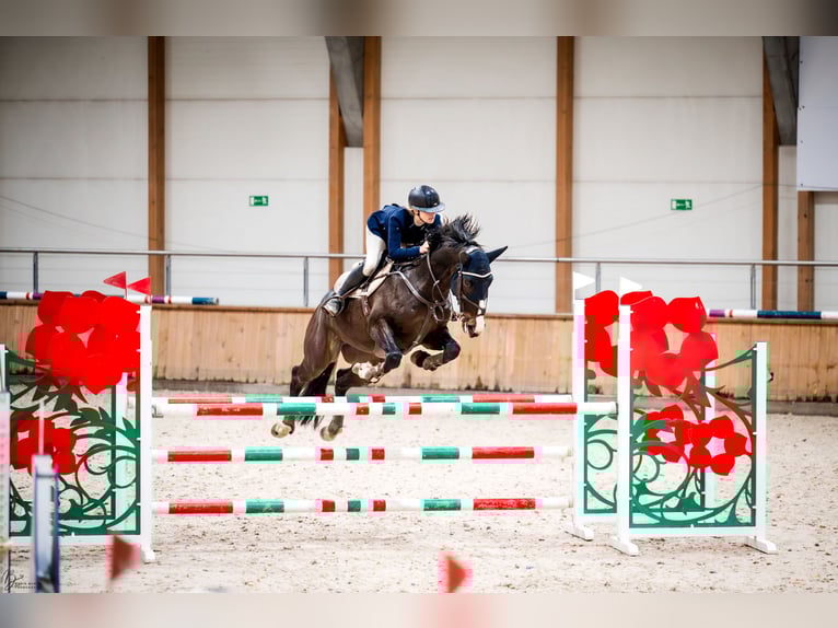 Zweeds warmbloed Ruin 8 Jaar 169 cm Donkerbruin in Krobia