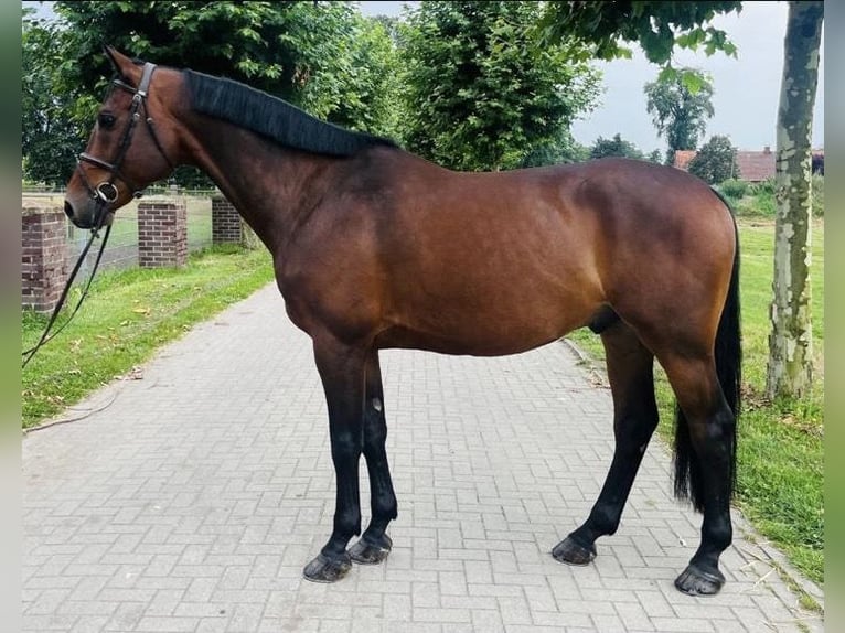 Zweeds warmbloed Ruin 9 Jaar 167 cm Bruin in Grevenbroich