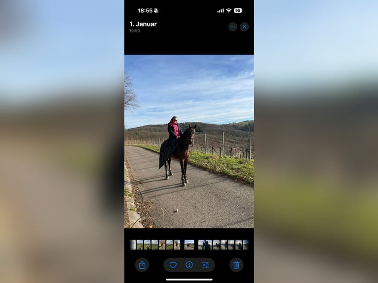 Zweeds warmbloed Ruin 9 Jaar 171 cm Donkerbruin in Kernen im Remstal