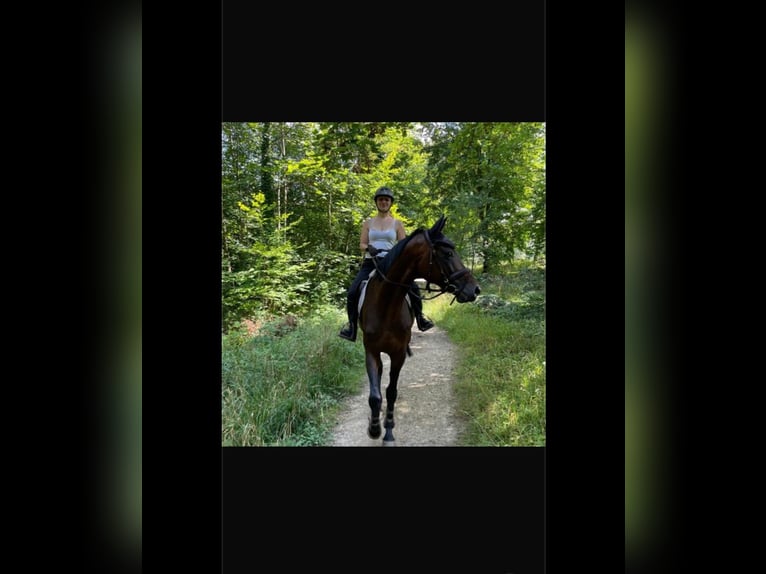 Zweeds warmbloed Ruin 9 Jaar 171 cm Donkerbruin in Kernen im Remstal