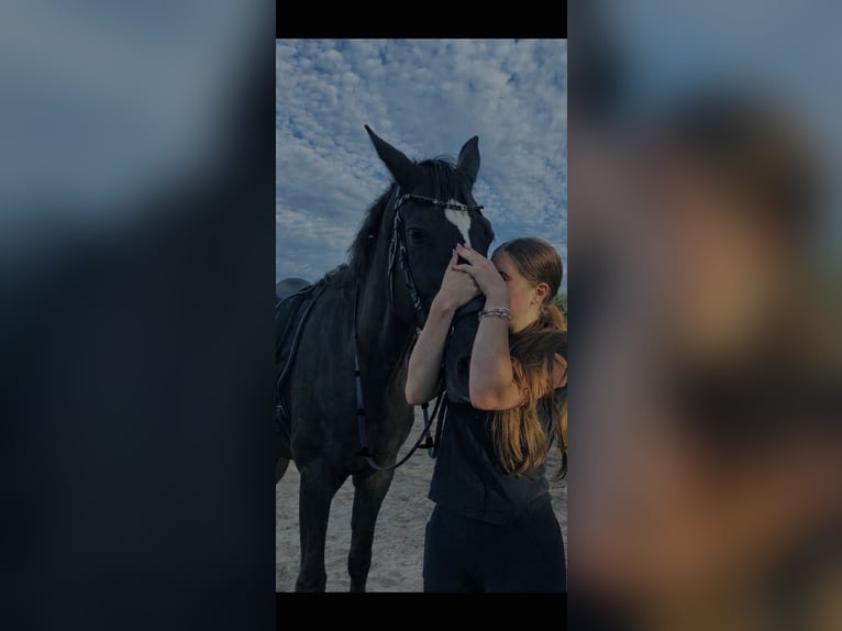 ✨zwei Reitbeteiligungen gesucht✨