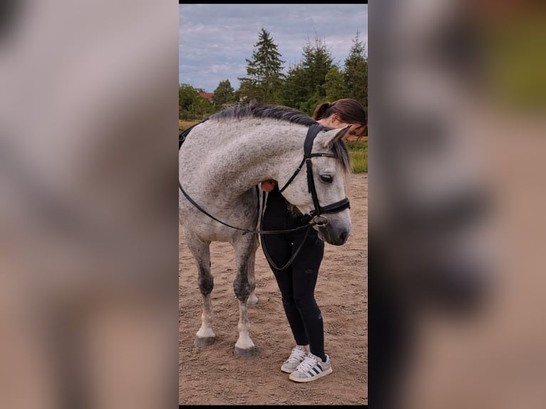 ✨zwei Reitbeteiligungen gesucht✨