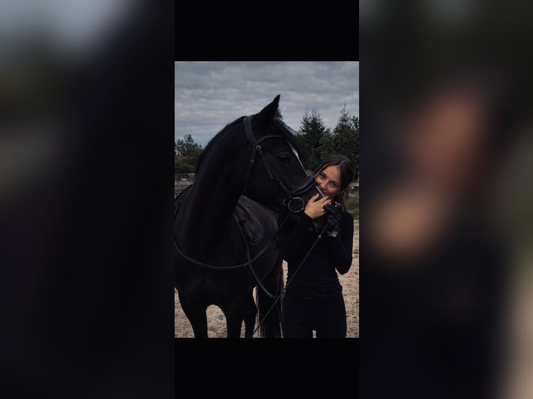 ✨zwei Reitbeteiligungen gesucht✨