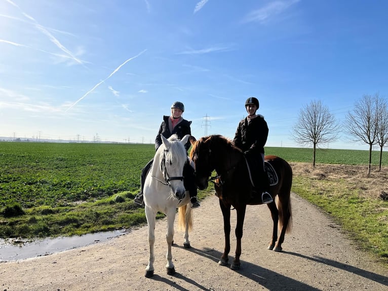 Zwei zuverlässige und erfahrene Reiterinnen suchen jeweils eine Reitbeteiligung im Raum Köln