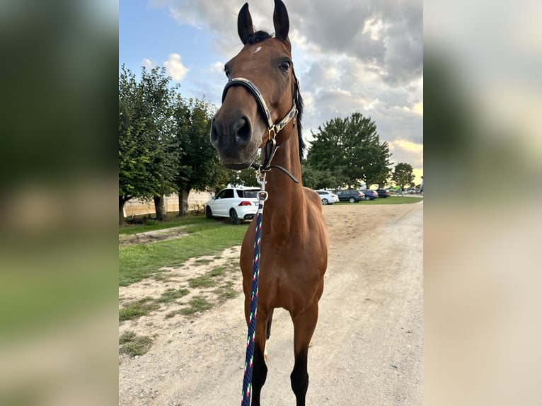 Zweibrucker Caballo castrado 12 años 166 cm Castaño oscuro in Rheinbach