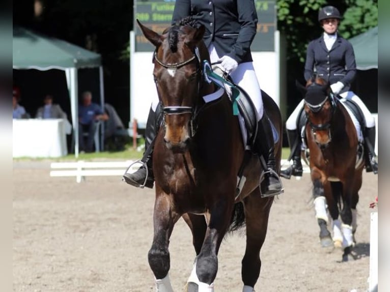 Zweibrucker Caballo castrado 12 años 175 cm Castaño in Nettersheim