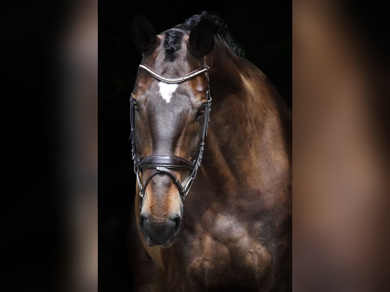 Zweibrucker Caballo castrado 12 años 175 cm Castaño in Nettersheim