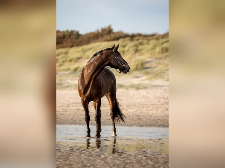 Zweibrucker Caballo castrado 12 años 175 cm Castaño in Nettersheim