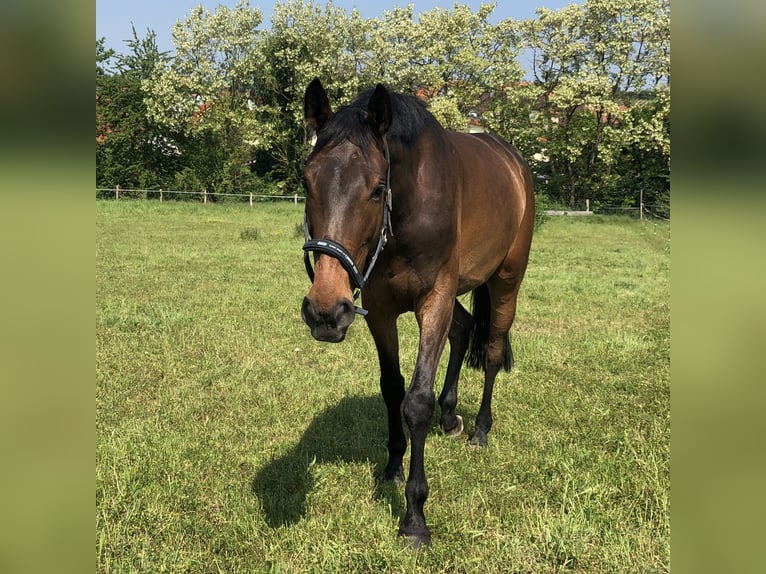 Zweibrucker Caballo castrado 13 años 170 cm Castaño in Bechtheim