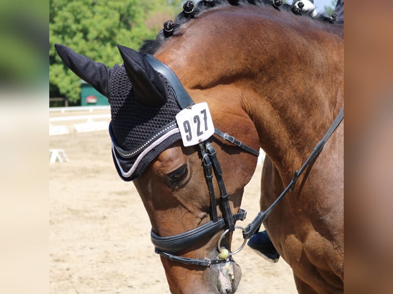 Zweibrucker Caballo castrado 13 años 170 cm Castaño in Bechtheim