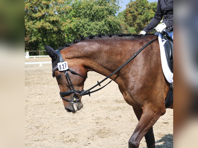 Zweibrucker Caballo castrado 13 años 170 cm Castaño in Bechtheim