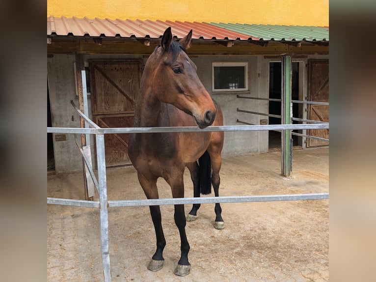 Zweibrucker Caballo castrado 13 años 170 cm Castaño in Bechtheim