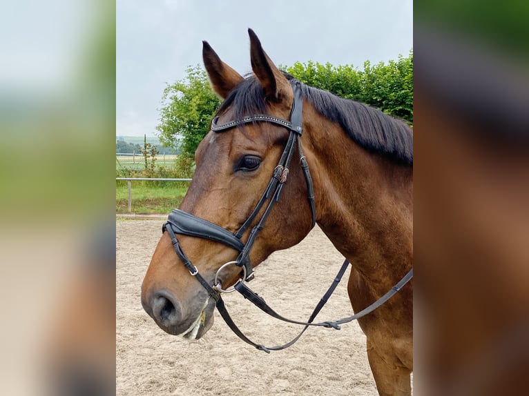 Zweibrucker Caballo castrado 13 años 170 cm Castaño in Bechtheim