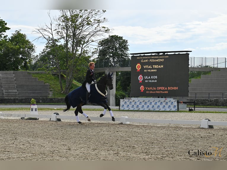 Zweibrucker Caballo castrado 13 años 170 cm Castaño oscuro in Ljubljana