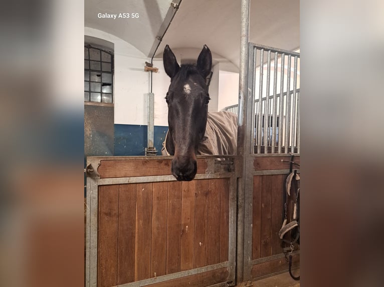 Zweibrucker Caballo castrado 13 años 171 cm Castaño oscuro in Neuwied