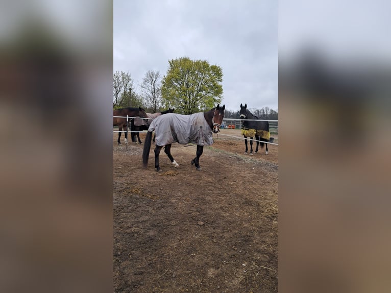 Zweibrucker Caballo castrado 13 años 176 cm Castaño in Töging