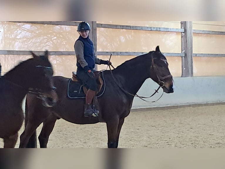 Zweibrucker Caballo castrado 13 años 176 cm Castaño in Töging