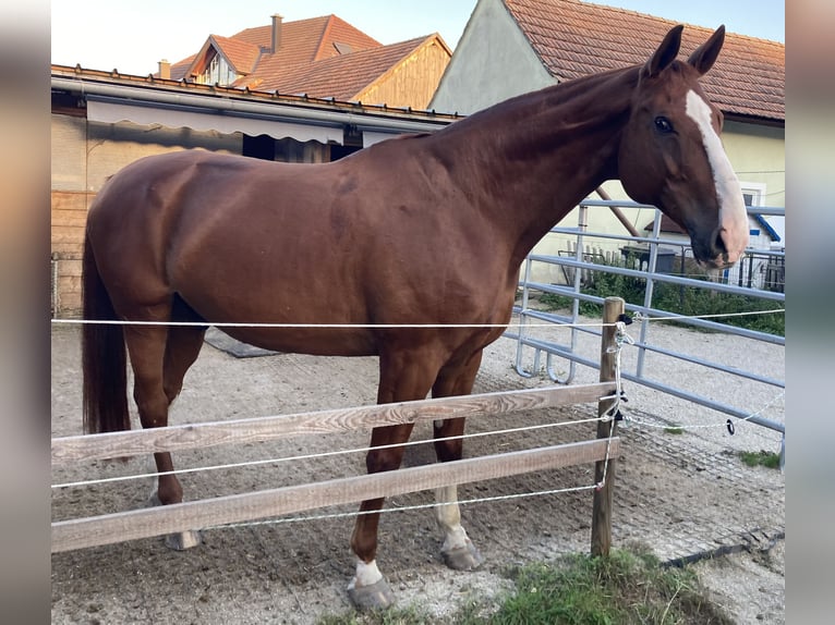 Zweibrucker Caballo castrado 13 años 178 cm Alazán rojizo in Stein an der Donau