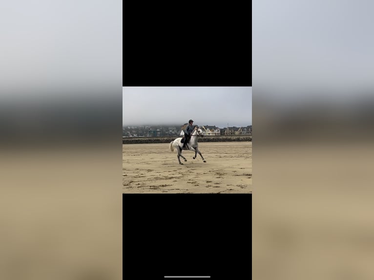 Zweibrucker Caballo castrado 14 años 163 cm Tordo picazo in Kerpen