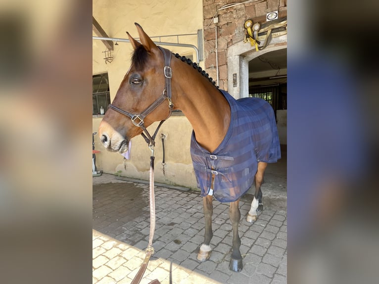 Zweibrucker Caballo castrado 14 años 166 cm Castaño in Hütschenhausen