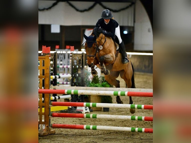 Zweibrucker Caballo castrado 14 años 166 cm Castaño in Hütschenhausen