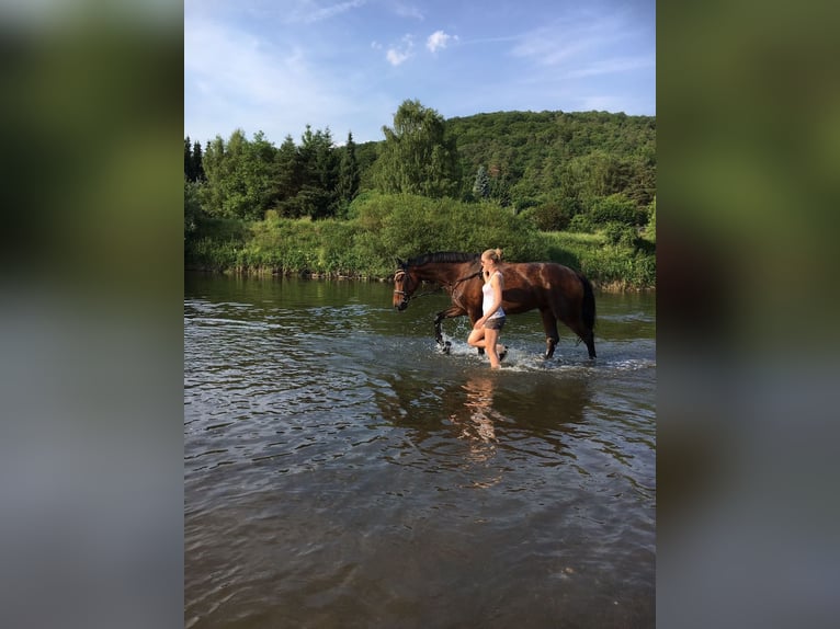 Zweibrucker Caballo castrado 14 años 168 cm Castaño oscuro in Selters (Taunus)