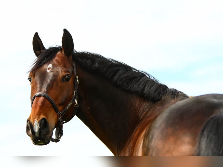 Zweibrucker Caballo castrado 14 años 168 cm Castaño oscuro in Selters (Taunus)