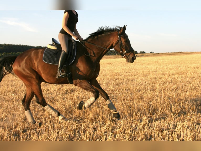 Zweibrucker Caballo castrado 14 años 168 cm Castaño oscuro in Selters (Taunus)