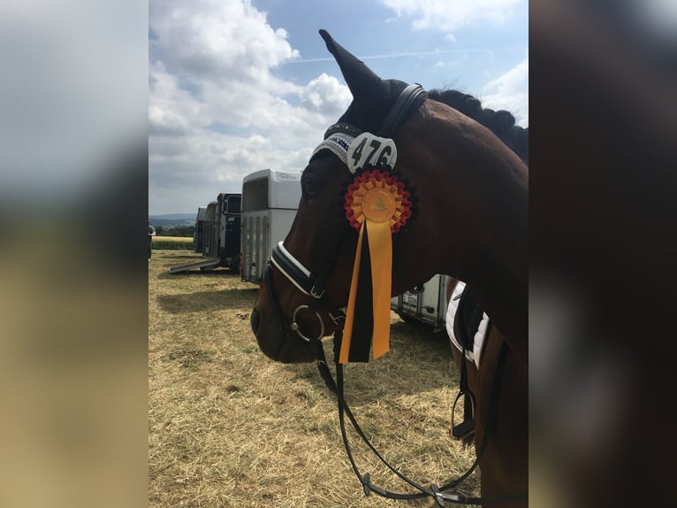 Zweibrucker Caballo castrado 14 años 168 cm Castaño oscuro in Selters (Taunus)