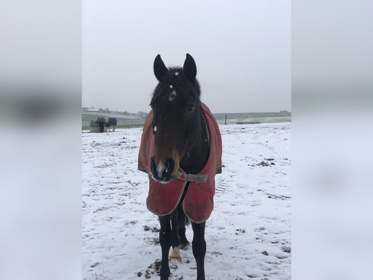 Zweibrucker Caballo castrado 14 años 168 cm Castaño oscuro in Selters (Taunus)