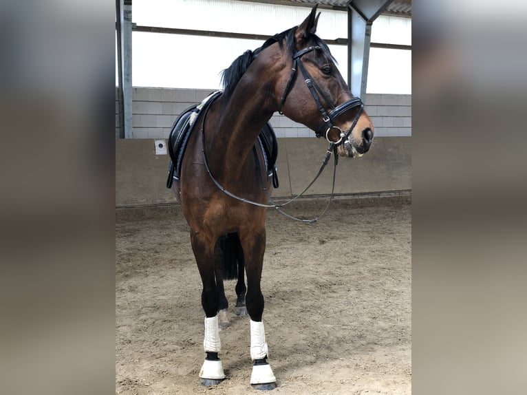 Zweibrucker Caballo castrado 14 años 168 cm Castaño oscuro in Selters (Taunus)