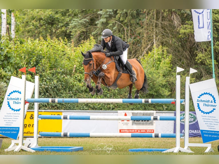 Zweibrucker Caballo castrado 14 años 170 cm Castaño in Ribnitz-Damgarten