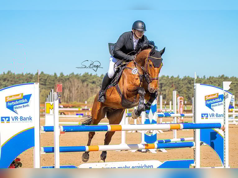 Zweibrucker Caballo castrado 14 años 170 cm Castaño in Ribnitz-Damgarten