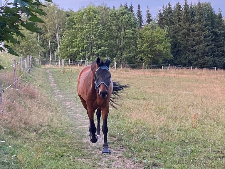 Zweibrucker Caballo castrado 14 años 181 cm Castaño in Bad Berleburg