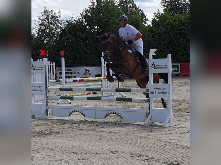 Zweibrucker Caballo castrado 14 años 181 cm Castaño in Bad Berleburg