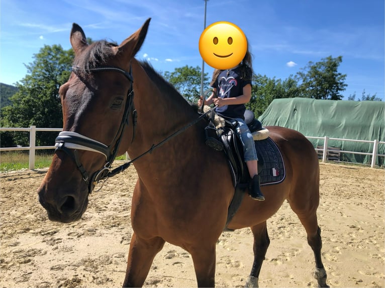 Zweibrucker Caballo castrado 14 años 181 cm Castaño in Bad Berleburg