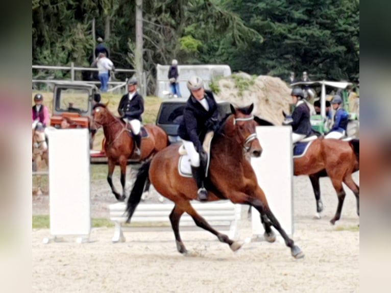 Zweibrucker Caballo castrado 14 años 181 cm Castaño in Bad Berleburg