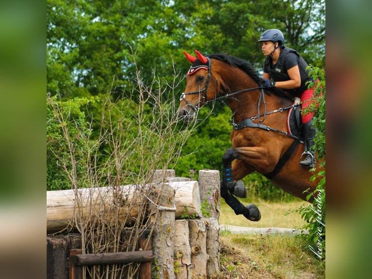 Zweibrucker Caballo castrado 14 años 184 cm Castaño in Hofheim am Taunus