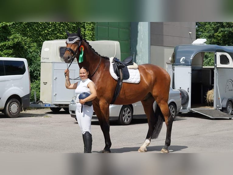 Zweibrucker Caballo castrado 14 años 184 cm Castaño in Hofheim am Taunus