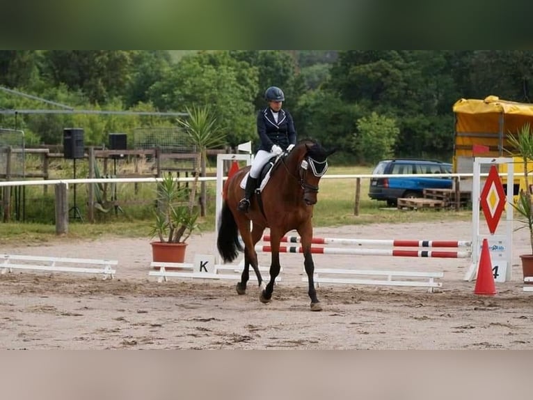 Zweibrucker Caballo castrado 14 años 184 cm Castaño in Hofheim am Taunus