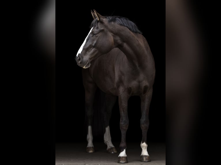 Zweibrucker Caballo castrado 14 años 185 cm Negro in Neuwied