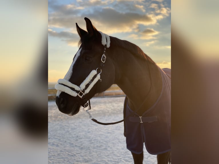 Zweibrucker Caballo castrado 14 años 185 cm Negro in Neuwied