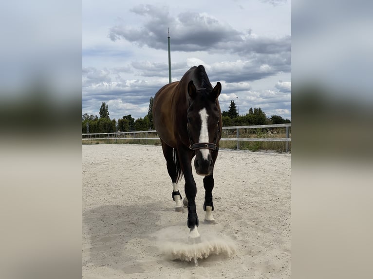 Zweibrucker Caballo castrado 14 años 185 cm Negro in Neuwied