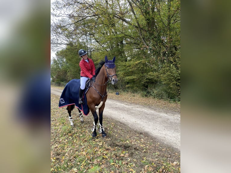Zweibrucker Caballo castrado 15 años 163 cm Castaño in Schmelz