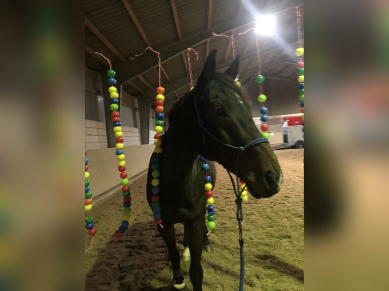 Zweibrucker Caballo castrado 15 años 168 cm Castaño oscuro in Selters (Taunus)