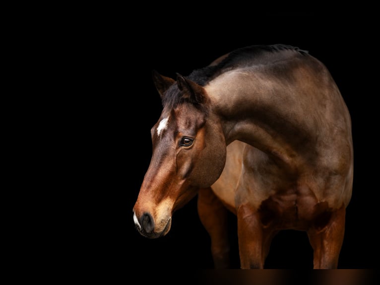 Zweibrucker Caballo castrado 16 años 163 cm Castaño in Mertloch